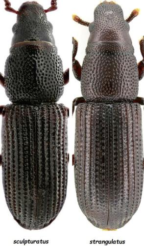 Rhyncolus divers